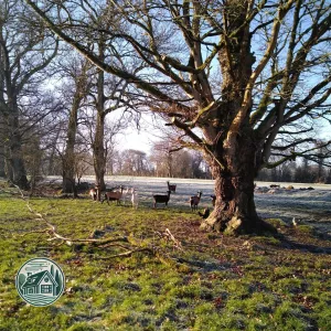 tree