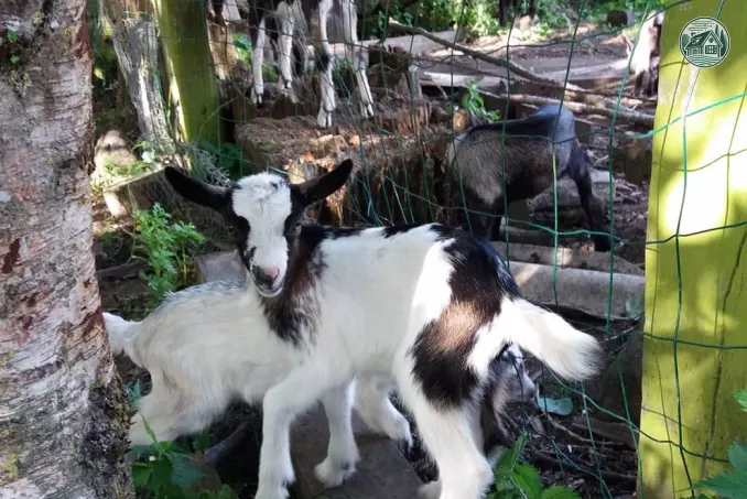 Kerflaveur ferme